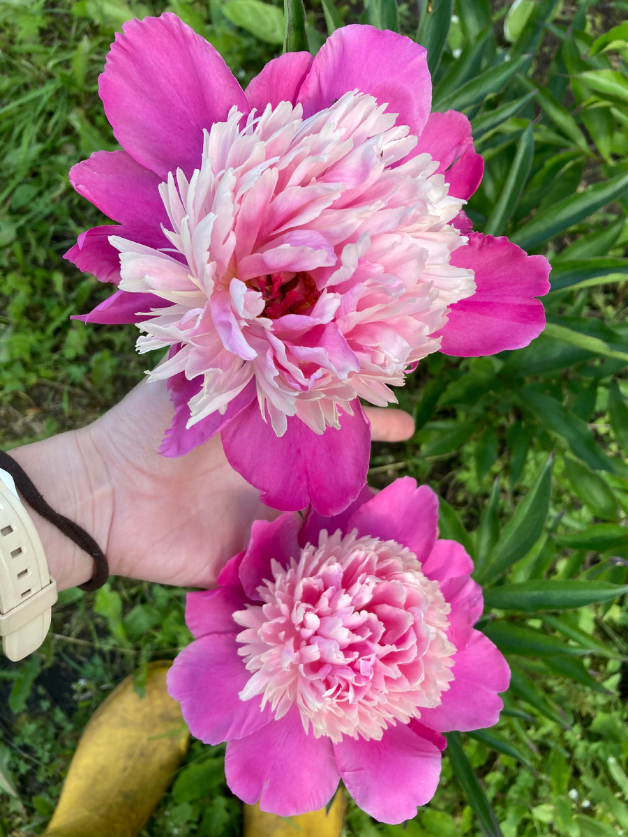 Пион, который молодец