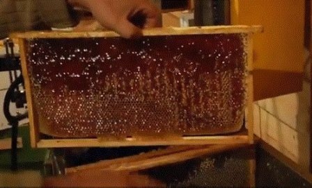 Результат главного медосбора, рамка полная меда 