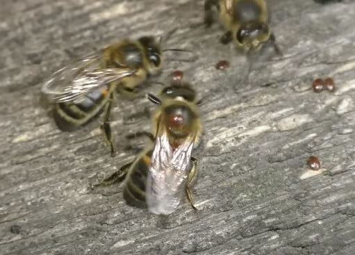 На медосборе нужны пчелы без клещей