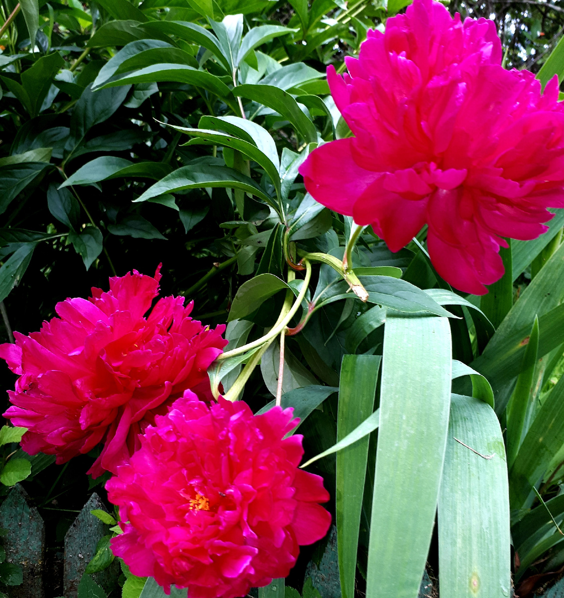 Фото автора 08.07.2025г.