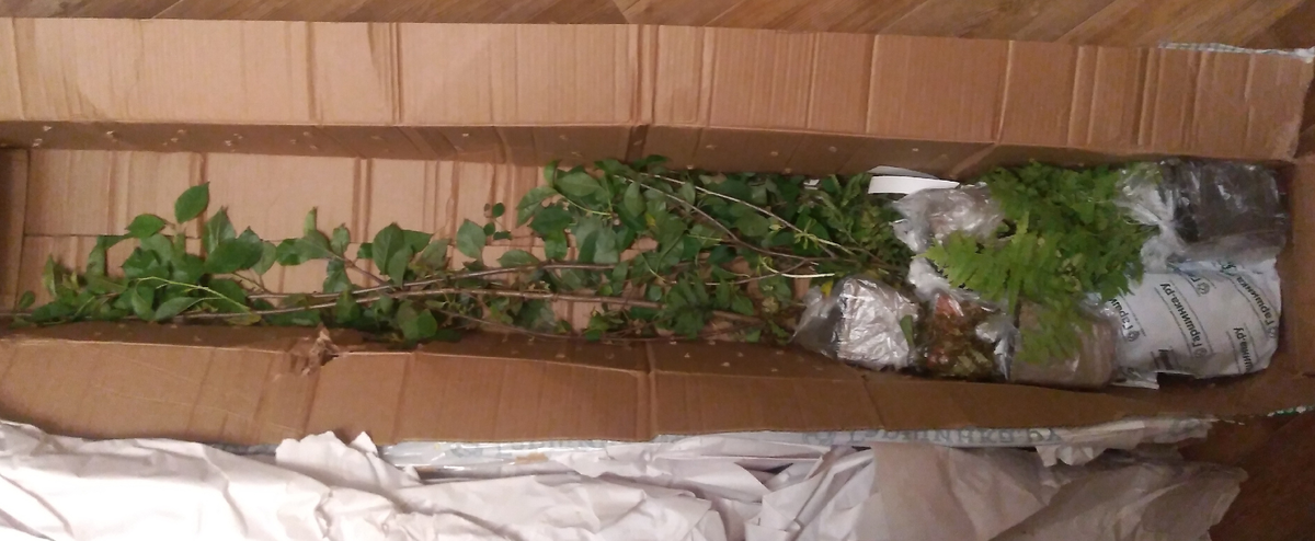 Вот так выглядели наши вишенки три года назад