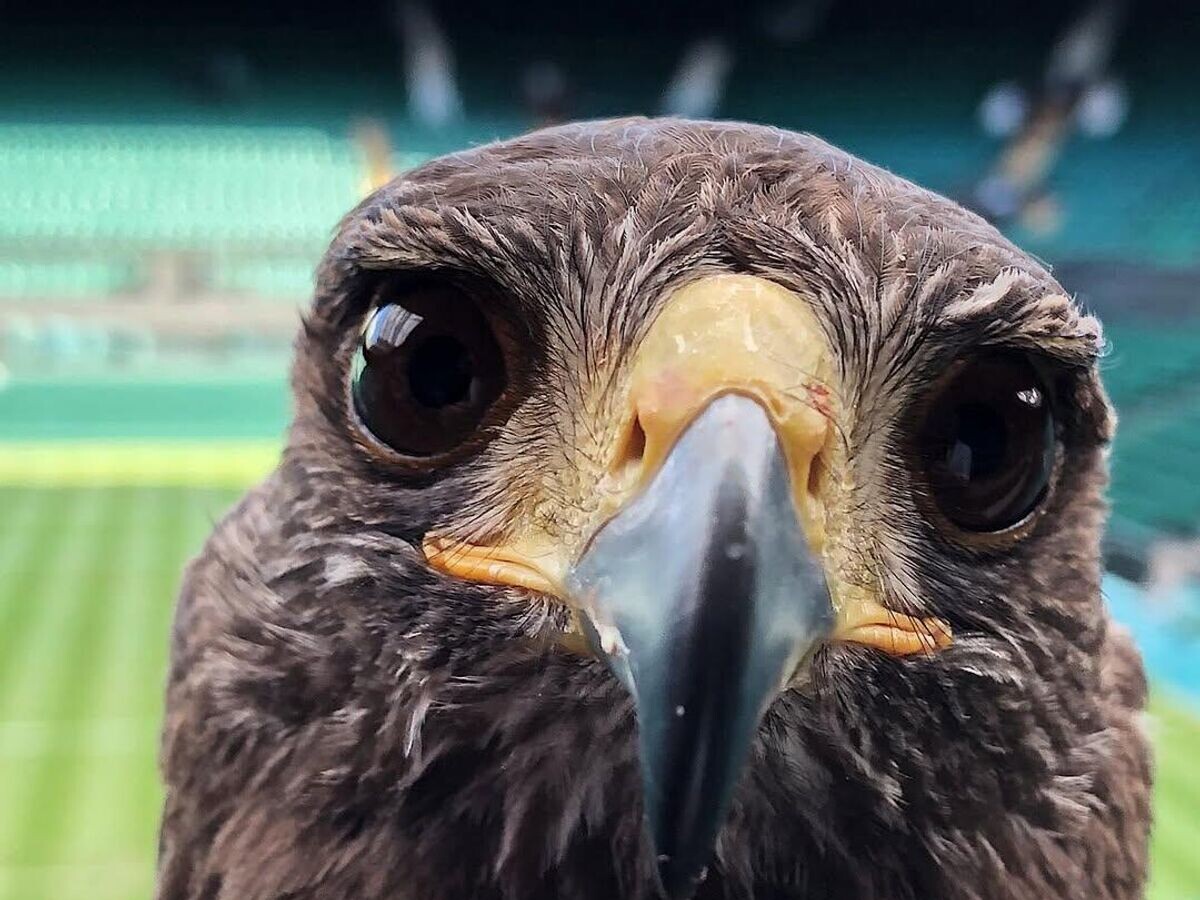    "Гроза голубей" Уимблдона ястреб ко кличке Руфус© Фото : Соцсети ястреба Руфуса