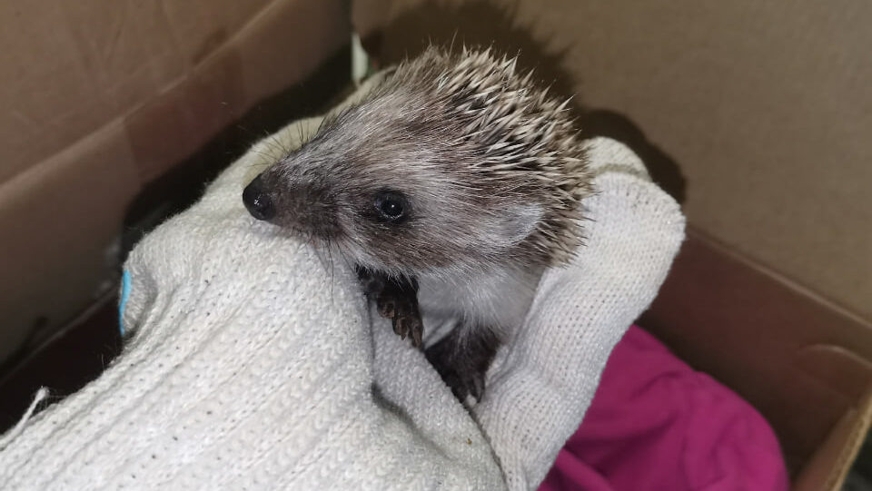    Как спасти ежей: центру помощи диким животным нужна поддержка. Фото: соцсети центра помощи диким животным «Большое гнездо»