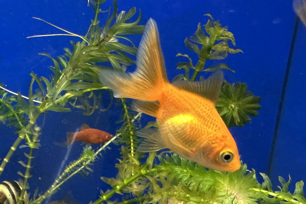 Золотая рыбка Веерохвост. Фото: © https://vashehobbyrf.ru/fantail-goldfish/