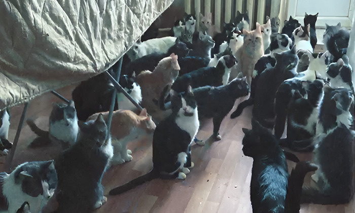    Кошкин дом филиал ада?