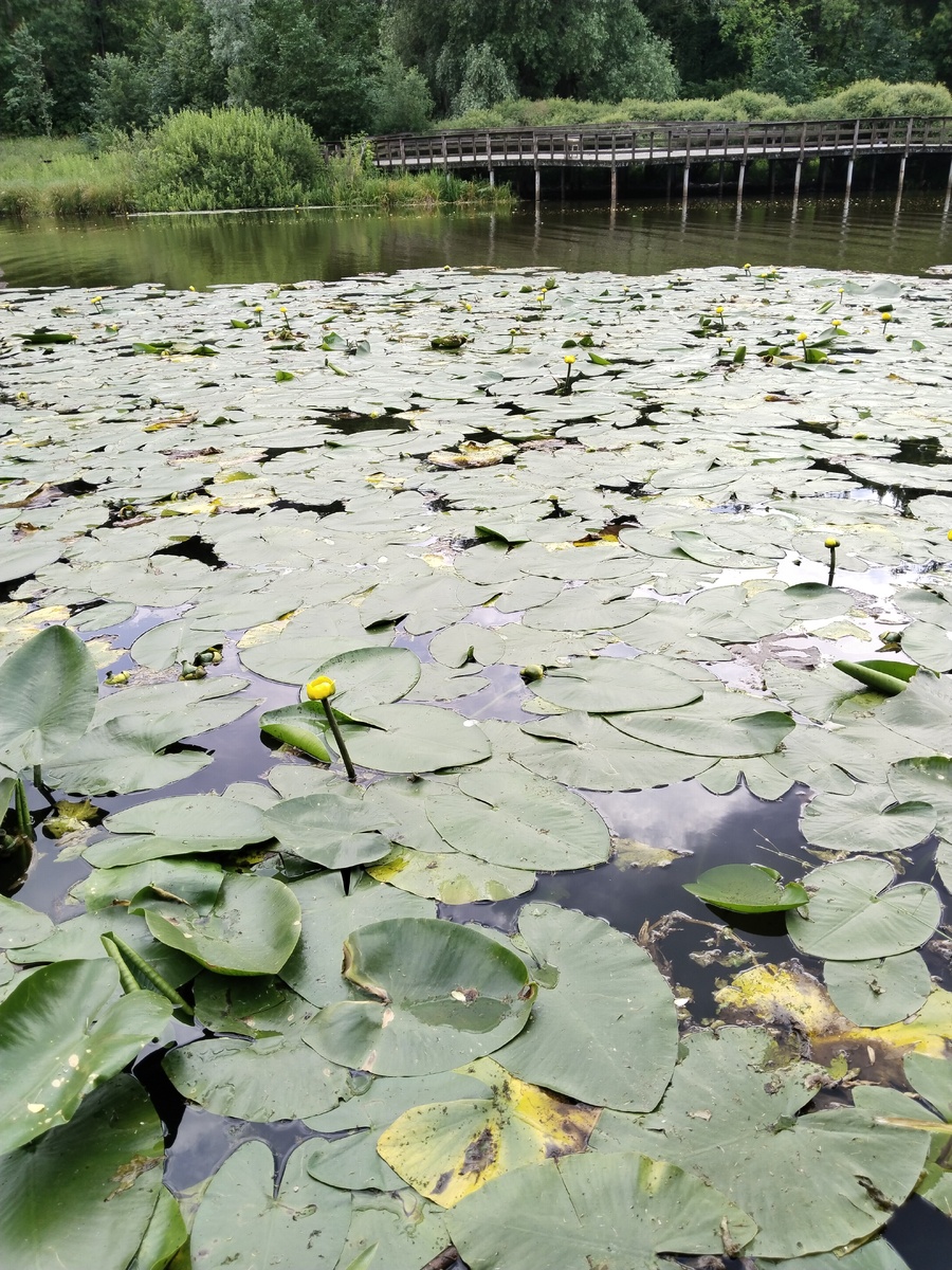 Есть в графском парке старый пруд, там лилии цве-е-е-тут