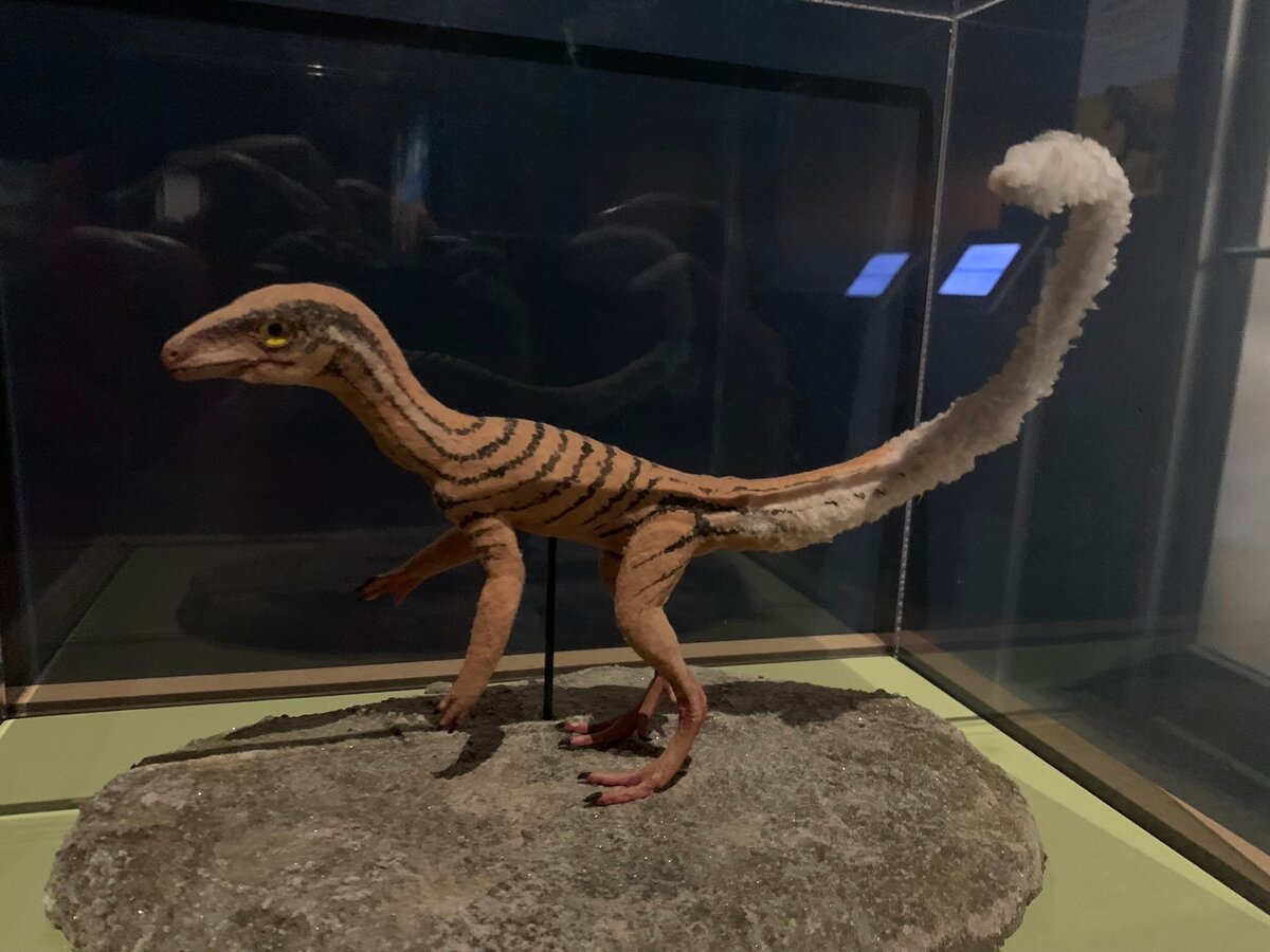 Модель конгонафона.