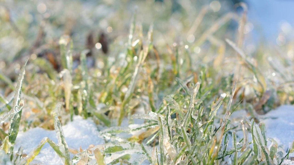    В ночь с 11 на 12 мая температура в столичном регионе опустилась до -1 градуса. Фото: Freepik