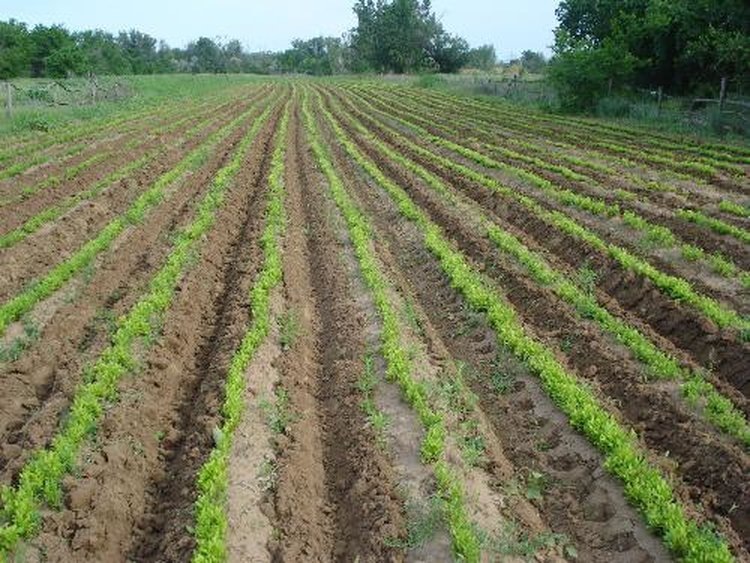    Фото: Комитет сельского хозяйства Волгоградской области