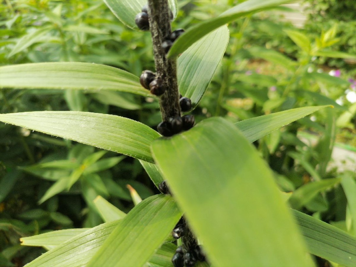 Лилия с бульбочками, фото автора