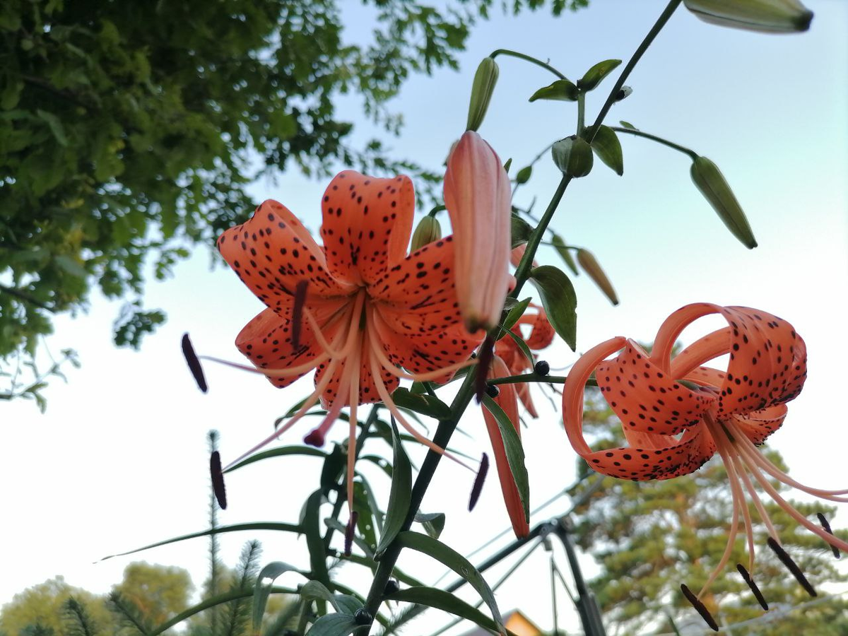 Тигровая лилия, фото автора