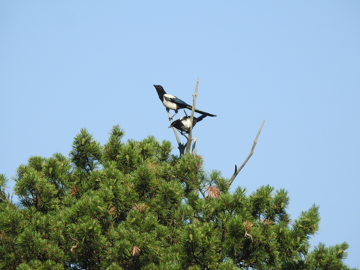 Сорочата-подростки
