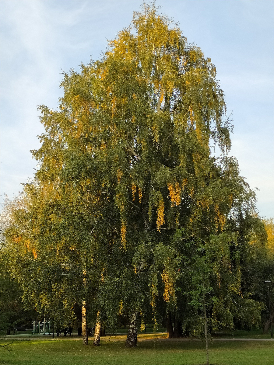 Первые жёлтые прядки в зелени листвы