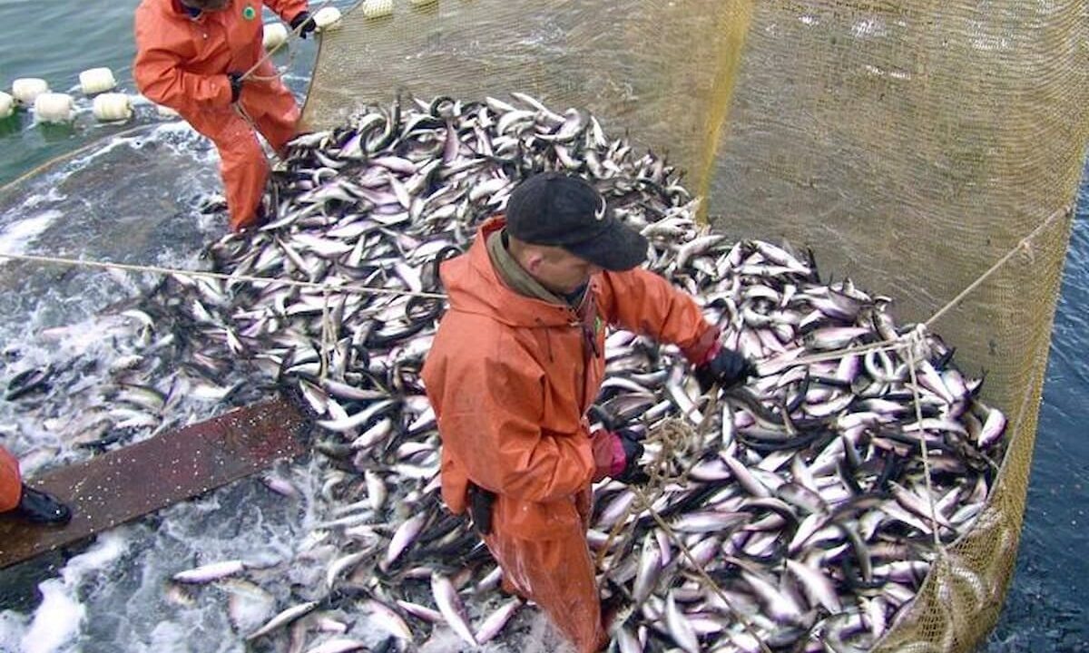    Фото t.me/fish_gov_ru