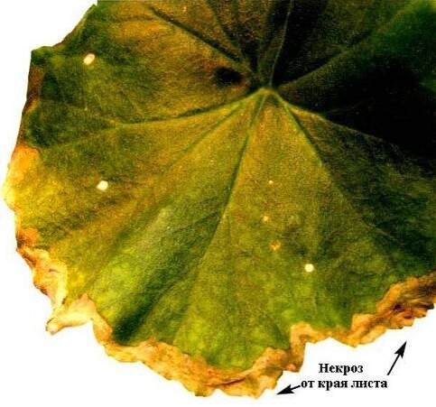 https://pelargonium.ru/files/Potassium%20necrotic%20leaf.JPG