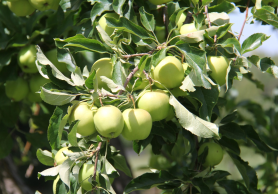 4 болезни, атакующие яблони в июле-августе: фото, описание, способы борьбы