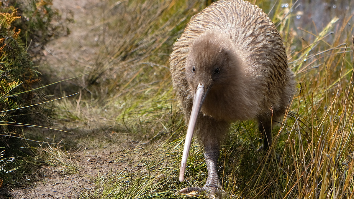 Фото: Vee Snijders/Shutterstock/FOTODOMЗа миллионы лет изоляции, в отсутствие наземных млекопитающих хищников, киви прошли удивительный путь эволюции