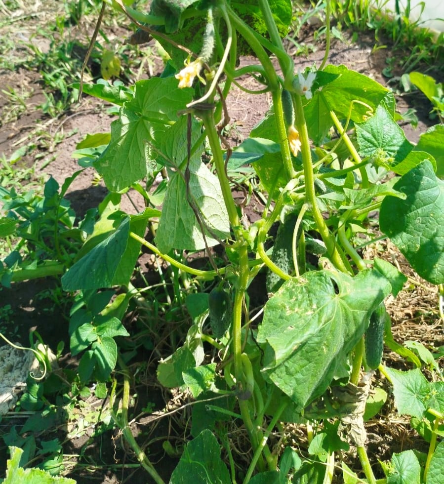 Культура после формирования 