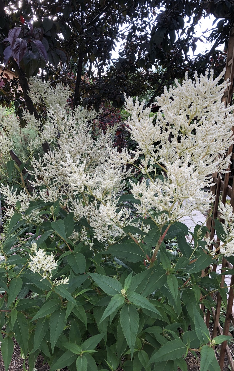 Горец изменчивый 