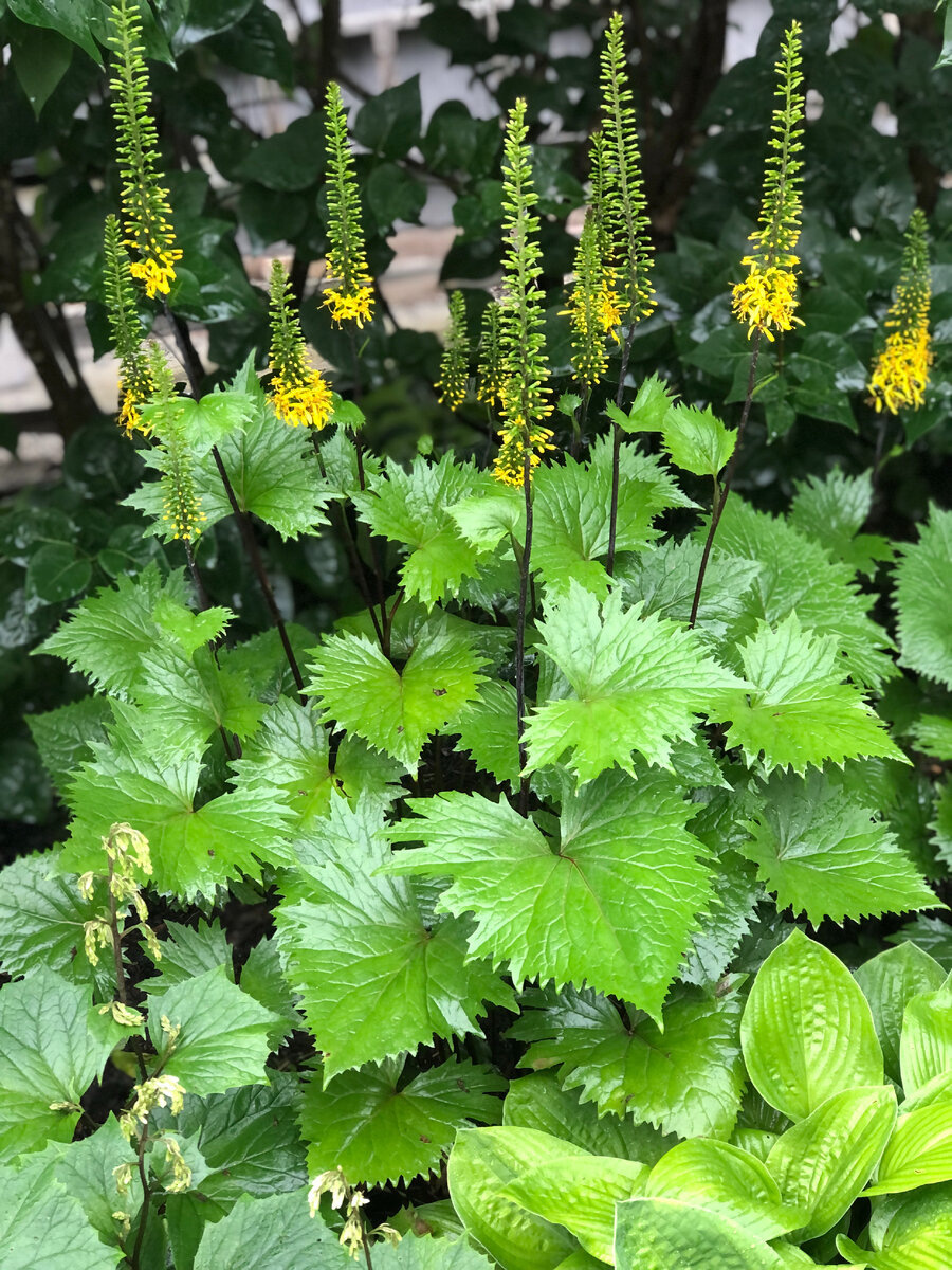 Бузульник гибридный 'Zepter'