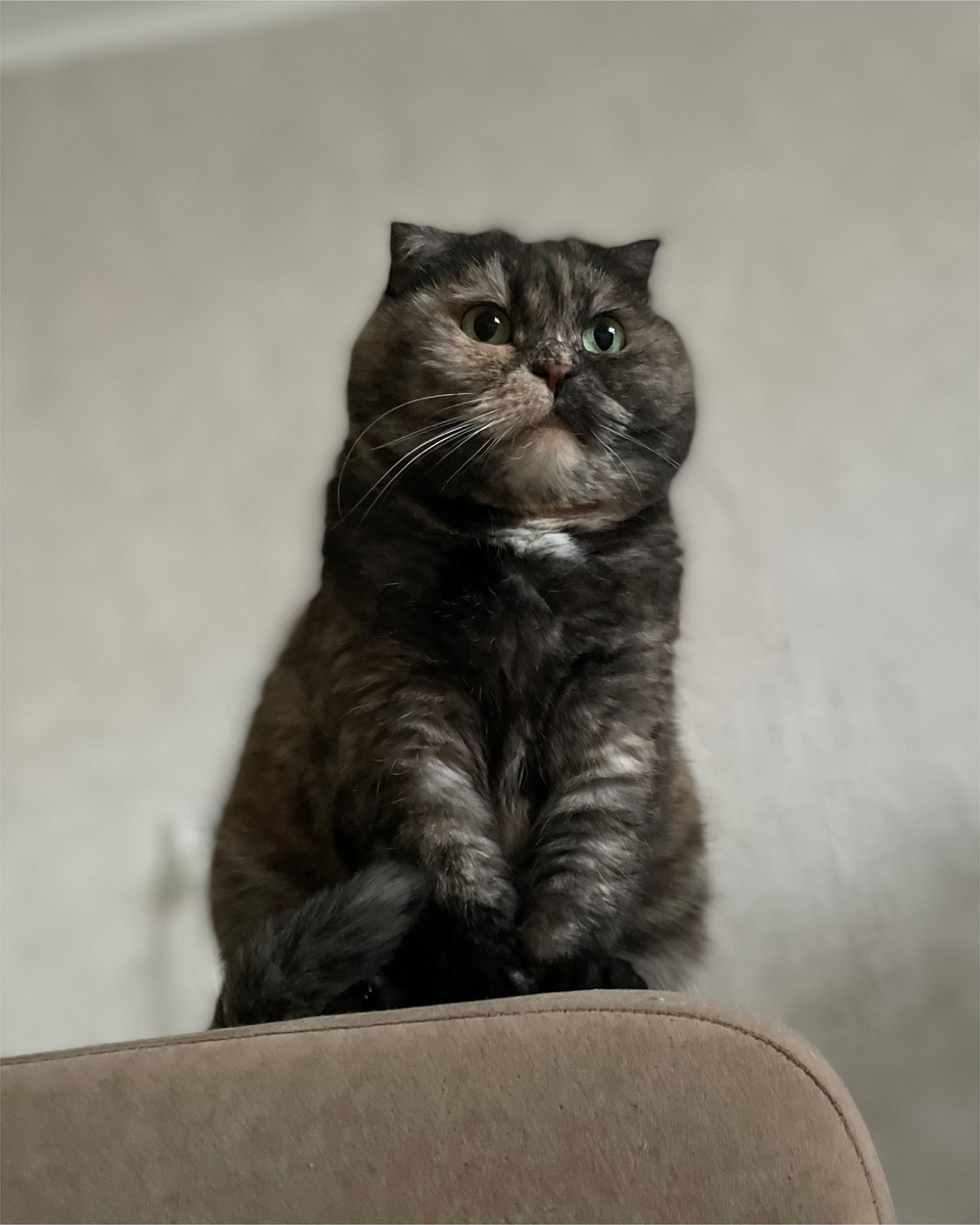 Кошки не тестировали, значит фуфло