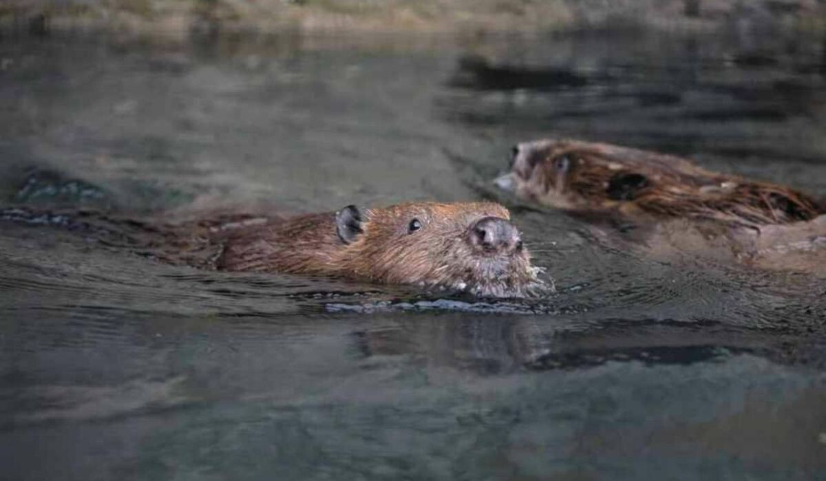     Бобры. Источник: kp.ru Автор фото: Пресс-служба Ленинградского зоопарка