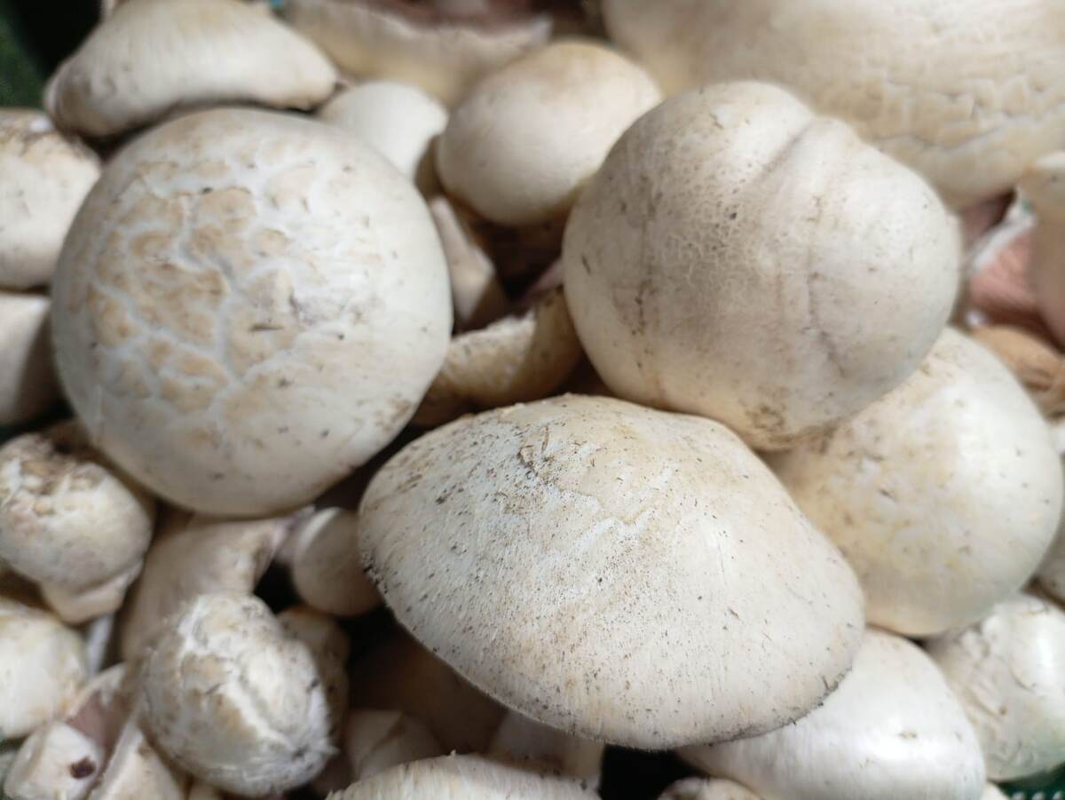 Шампиньоны. Фото авторов