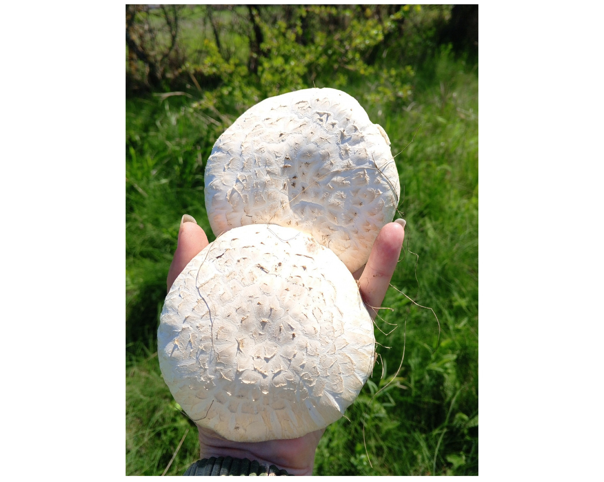 Полевые шампиньоны. Фото авторов