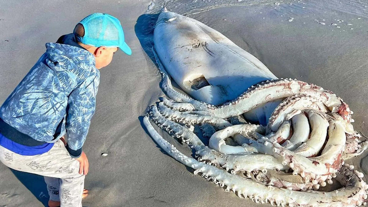 Фото с сайта: https://wallpapers.com/giant-squids