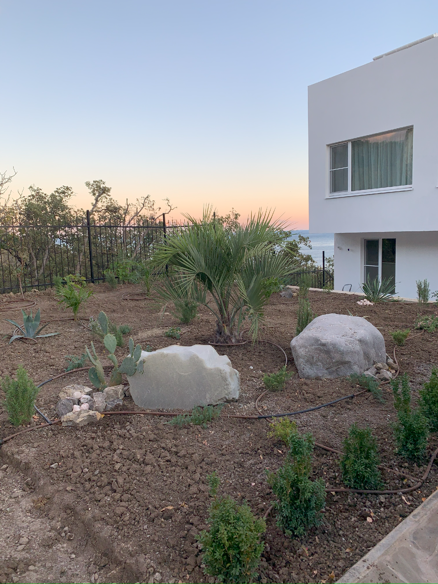 Пальма Бутия, 2020 год.