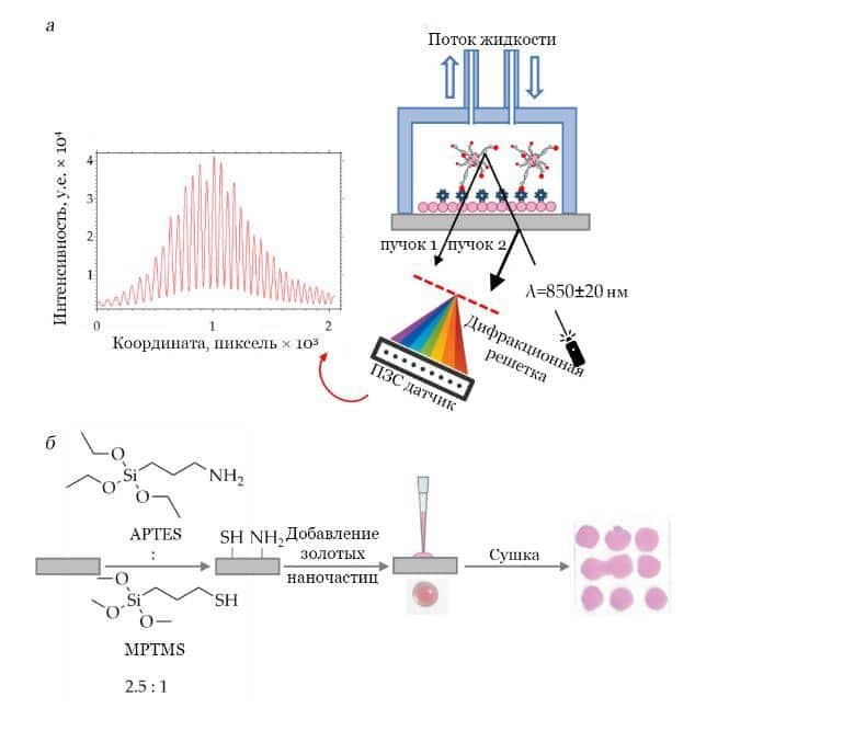    Схематическое изображение СФИ биосенсора и биочипа. Принцип работы биосенсора на основе СФИ (а). Процесс иммобилизации золотых НЧ размером 15 нм на поверхности стекла, модифицированного смесью А:М (б) / © Рисунок создан с использованием программного обеспечения BioRender