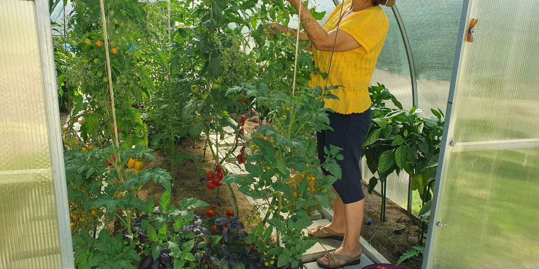 Все томаты вырастут крупные, как на подбор. Мой проверенный способ.