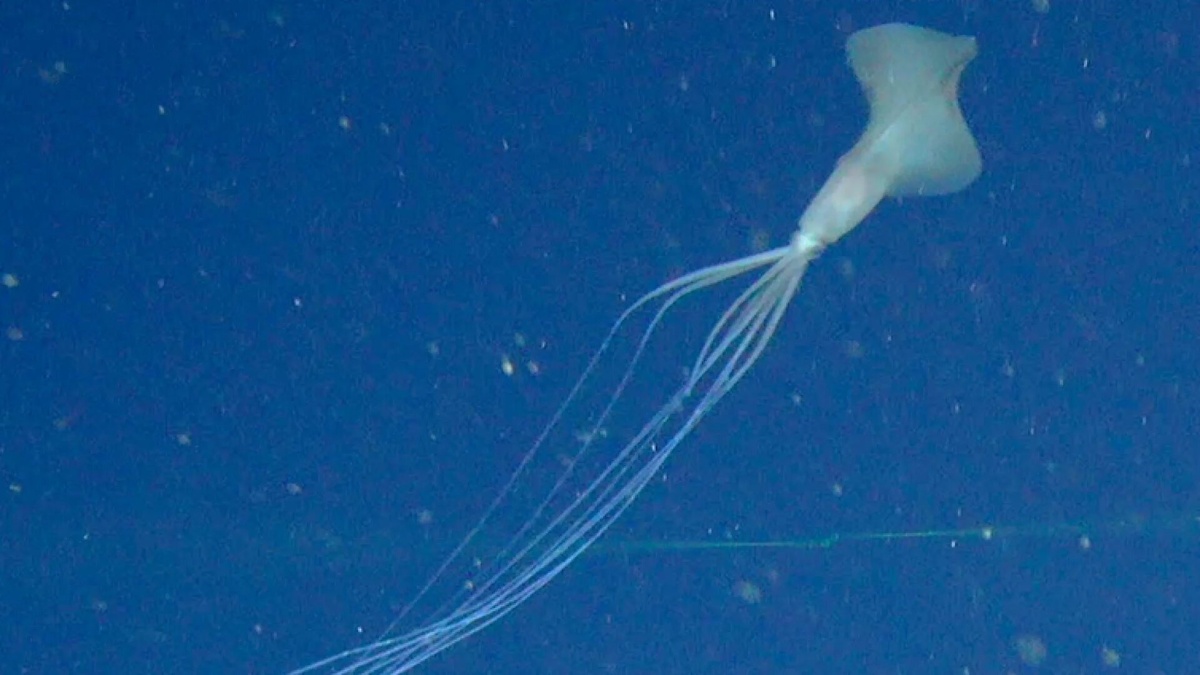 Фото с сайта: https://algotrader.app/search/Search/Search/Search/Search/Below+Zero+Squid/