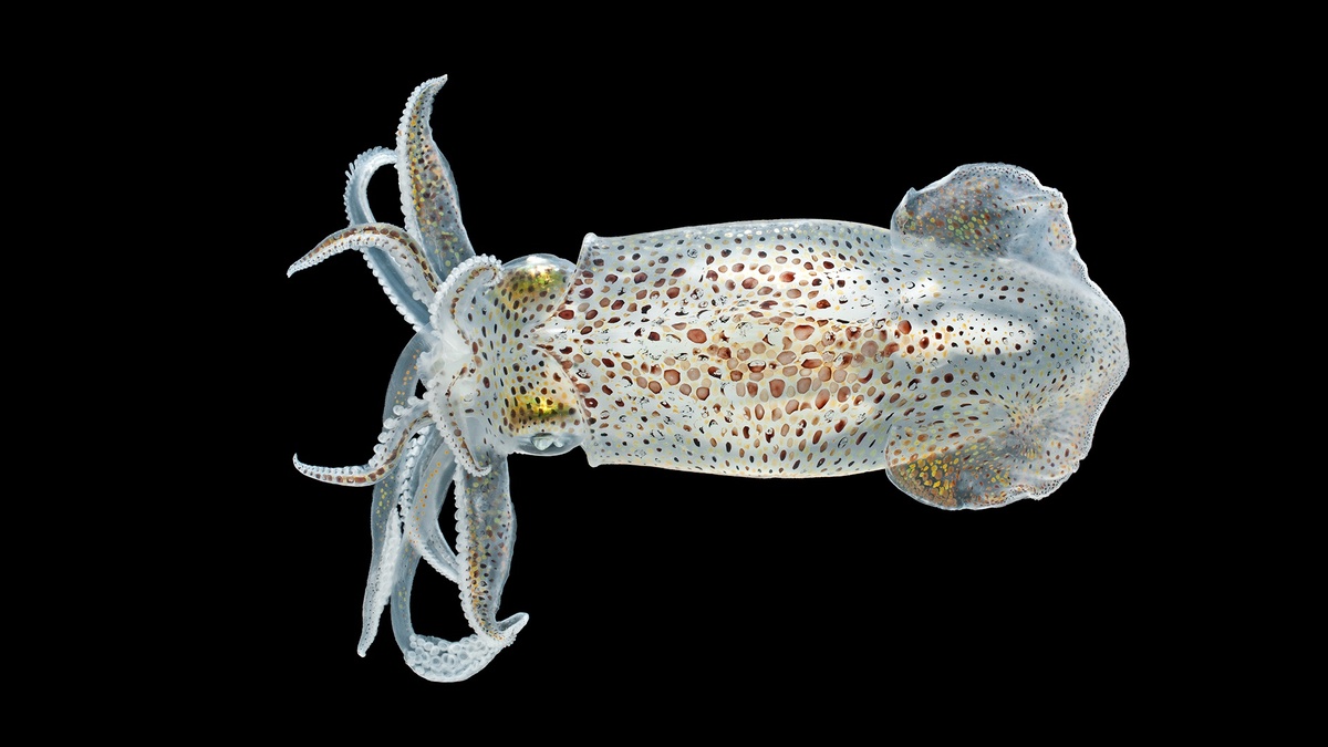 Фото с сайта: https://ncfishes.com/aquatic-invertebrates-of-north-carolina/
