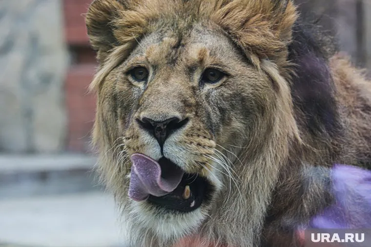 В вольере у льва устроили беспорядок
Фото: Размик Закарян © URA.RU