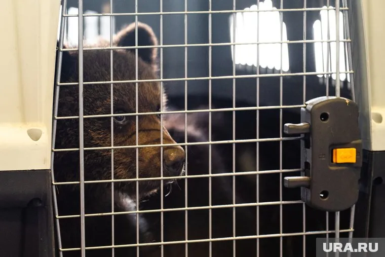 Предлагаются следующие варианты имени для медвежонка: Веселина, Забава, Нытва, Черемуха и Пая
Фото: Анна Майорова © URA.RU