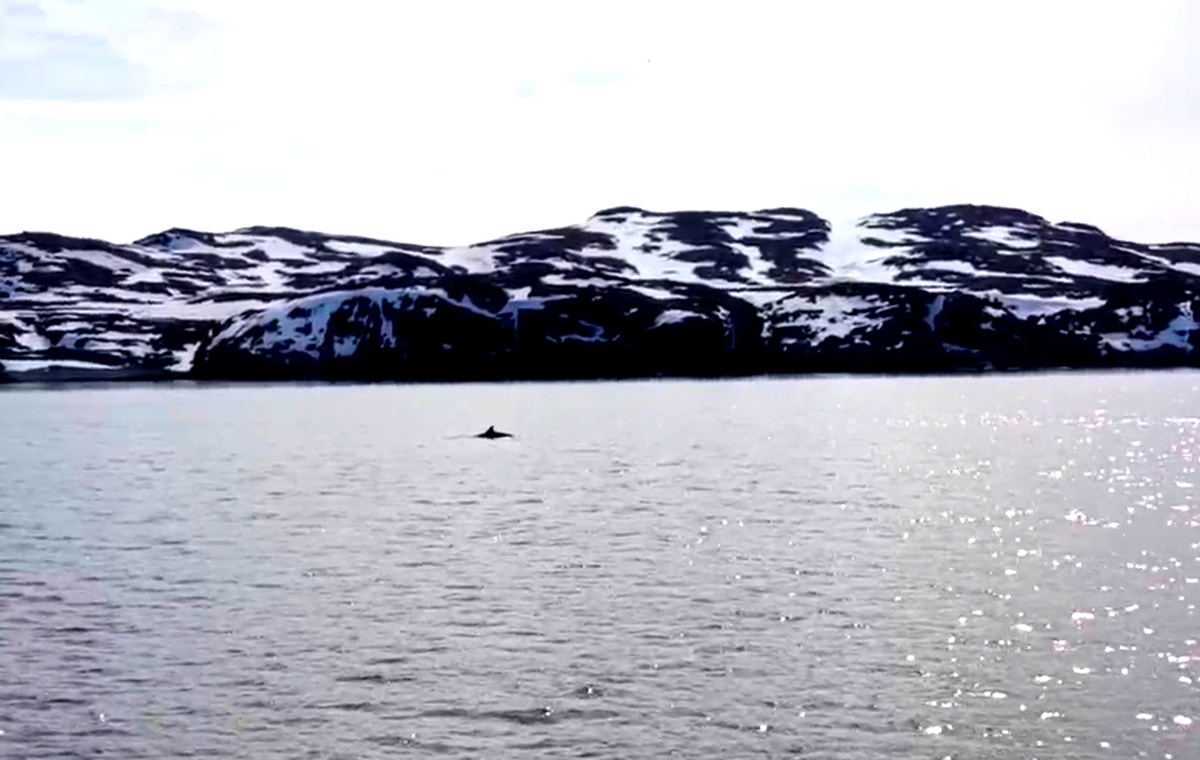 Немножко кита