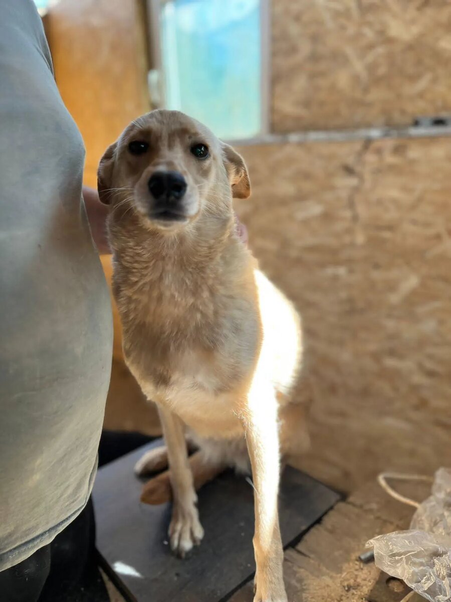 Малышка Тома