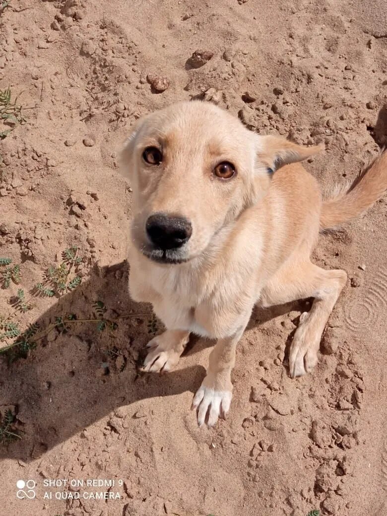 Такой Тому нашли в степи. Весила собака 6,5 кг при росте 35 см!