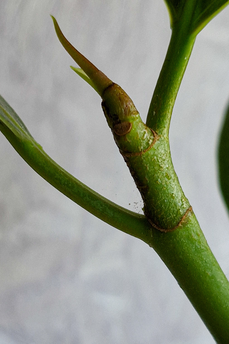 фикус эластика