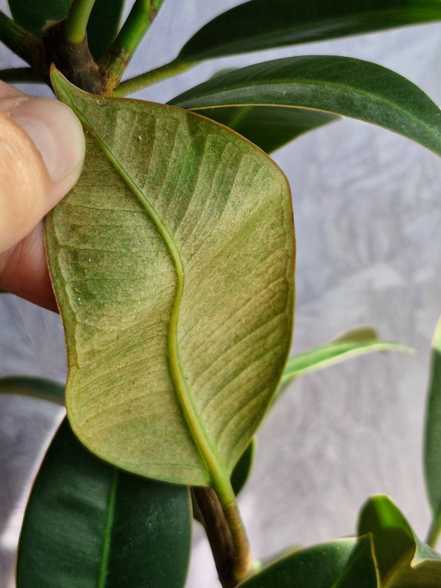 А вот и следы работы клеща. Да и он сам белеет рядышком. Нижние листья