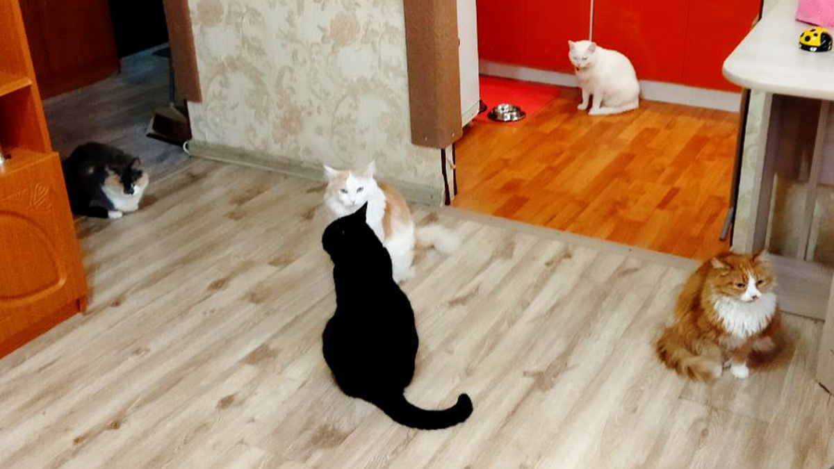 Кошачья стайка нашего дома 