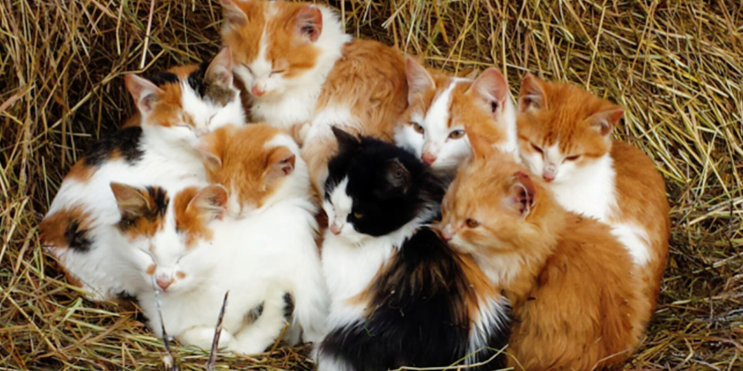 Матриархат, муж на час и другие семейные тайны домашних кошек