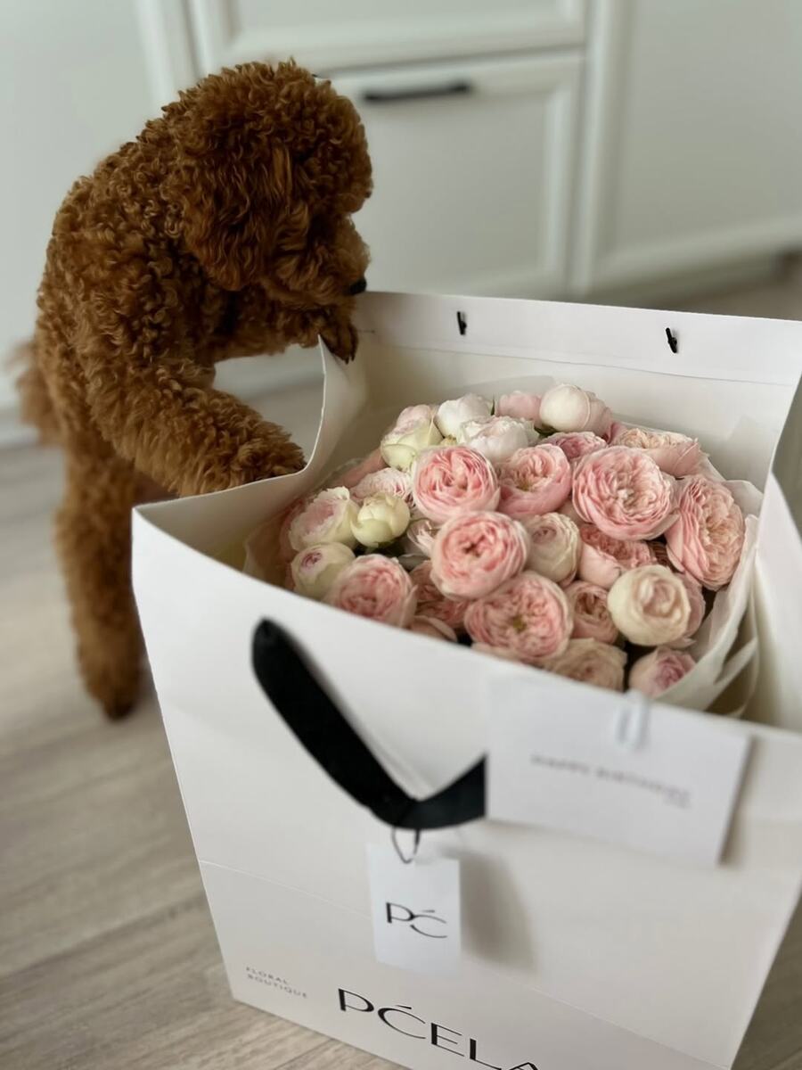 Цвета Цветов: Палитра Девы. Фото: PČELA | pcela-flower.ru