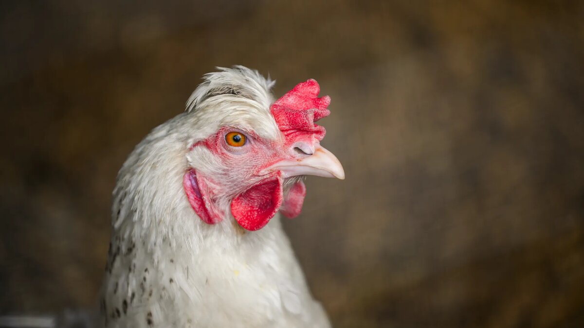 Фото – Медиасток.рф