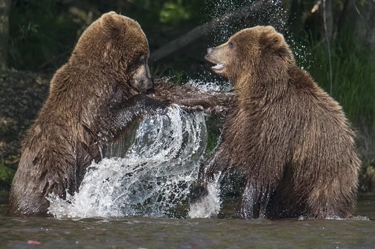    В Карелии начинается приём заявлений на добычу бурого медведя