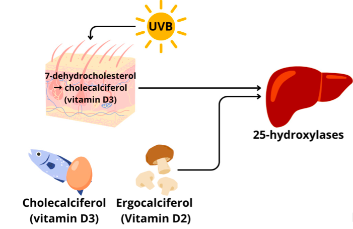 Сначала, вне зависимости от источника получения витамина D, он должен попасть в печень, где и происходит его преобразование. Очень благодарна за иллюстрацию https://www.mdpi.com/2072-6643/16/2/231