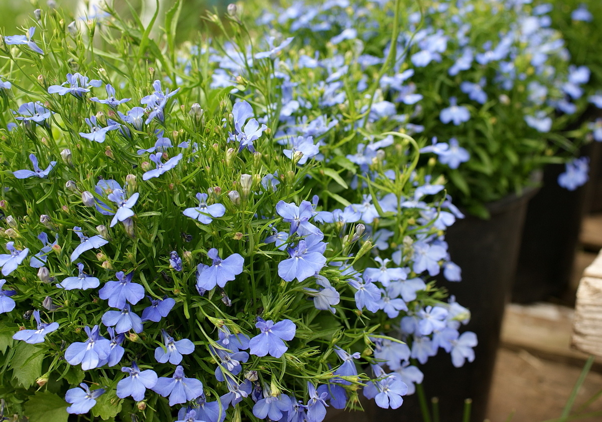 Лобелия 'Кембридж' 