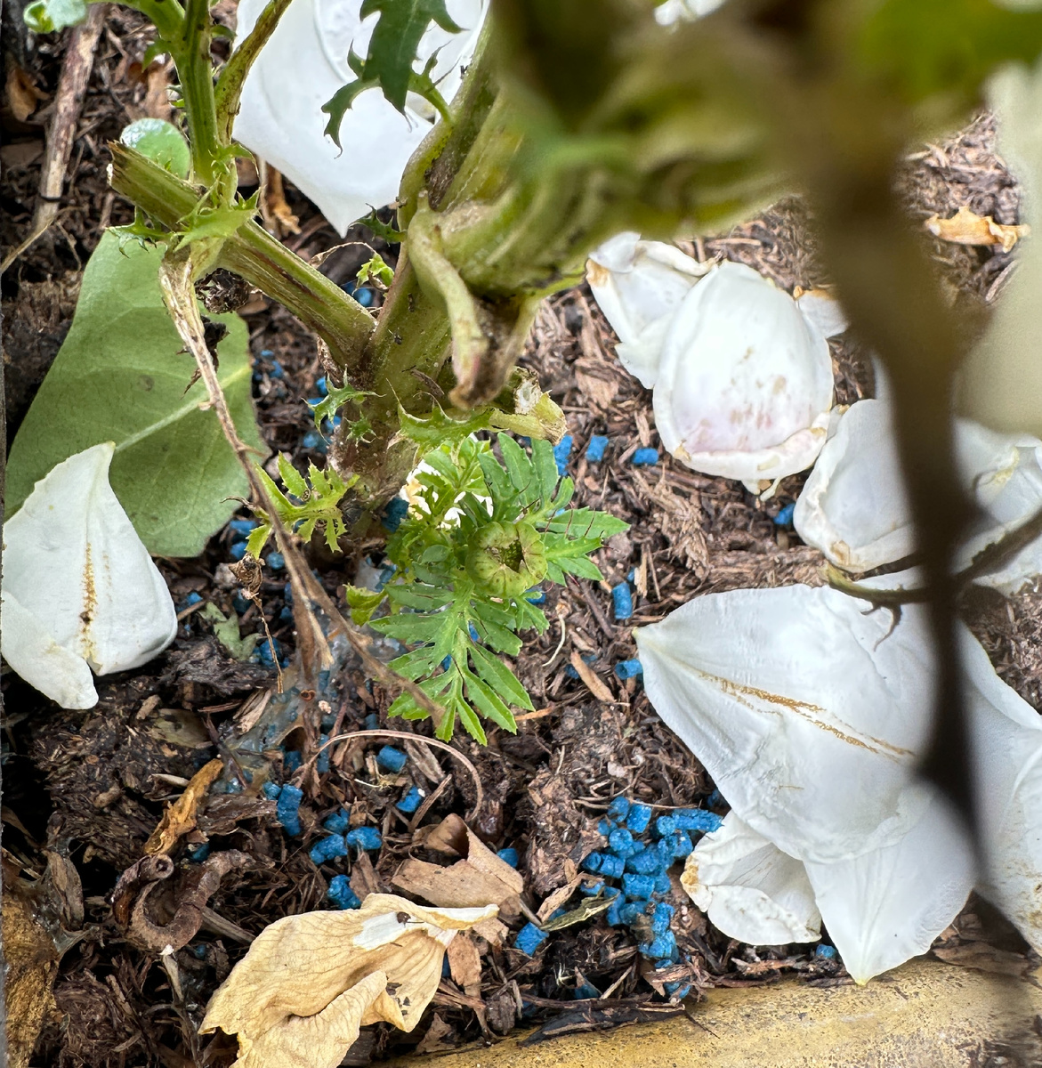 Эффектная, но абстрактная картинка. Так я сейчас поясню: основание стебля тагетиса, который пытается выжить, хотя и объеден всесторонне; посыпанные в художественном беспорядке гранулы Препарата; и лепестки розы “Шванензее” (роза у нас недавно - но так и просится про нее рассказать).