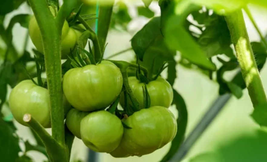 подкормка для томатов